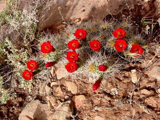 MoabFlowers (1120)